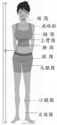性感女性标准：胸围是身高的一半